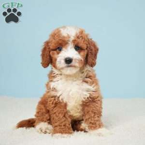 Whalen, Mini Goldendoodle Puppy